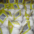 Pure White Garlic with Carton Packing